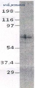 MyBioSource MBS543004 image 1