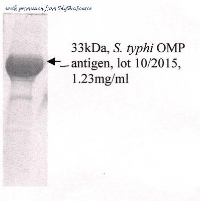 MyBioSource MBS596008 image 1