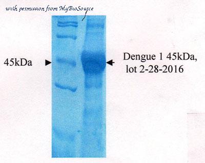 MyBioSource MBS596089 image 1