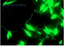 MyBioSource MBS651383 image 2