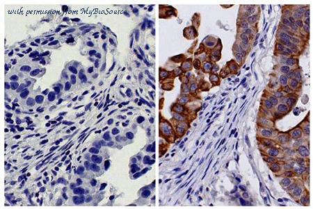 MyBioSource MBS679041 image 1