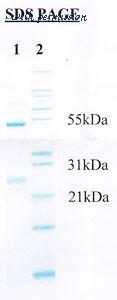 MyBioSource MBS686105 image 1
