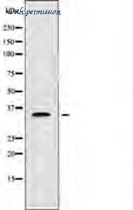 MyBioSource MBS000244 image 1