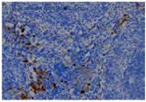 MyBioSource MBS001969 image 2