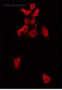 MyBioSource MBS001969 image 3