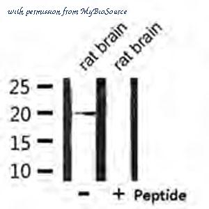 MyBioSource MBS002640 image 1