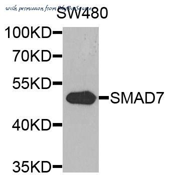 MyBioSource MBS125498 image 1