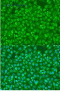 MyBioSource MBS125498 image 2