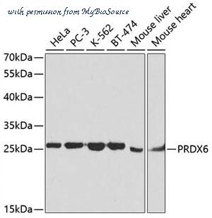 MyBioSource MBS126304 image 1