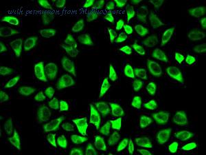 MyBioSource MBS126304 image 2