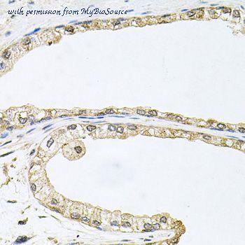 MyBioSource MBS126425 image 2