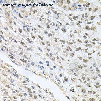 MyBioSource MBS126425 image 3