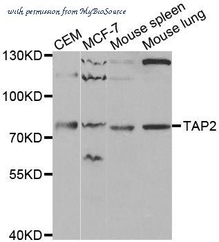 MyBioSource MBS126546 image 1
