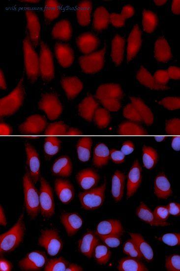 MyBioSource MBS126546 image 2
