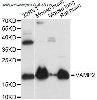 MyBioSource MBS126553 image 1