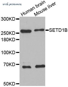 MyBioSource MBS126717 image 1