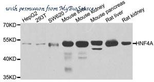 MyBioSource MBS126772 image 1