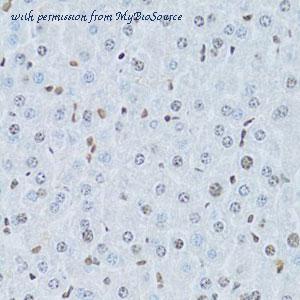 MyBioSource MBS126772 image 3