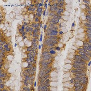 MyBioSource MBS126850 image 3