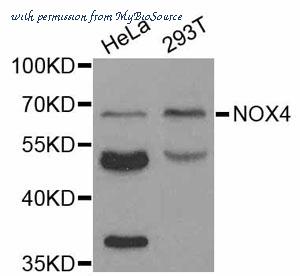 MyBioSource MBS127001 image 1