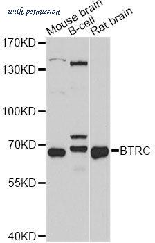 MyBioSource MBS127143 image 1
