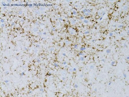 MyBioSource MBS127399 image 1