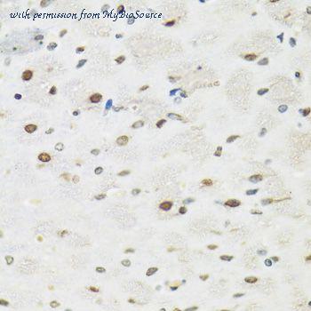 MyBioSource MBS127424 image 2