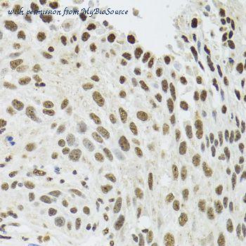 MyBioSource MBS127424 image 3