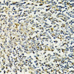 MyBioSource MBS127495 image 2
