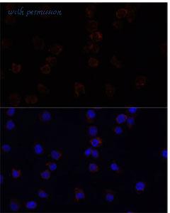 MyBioSource MBS127495 image 3