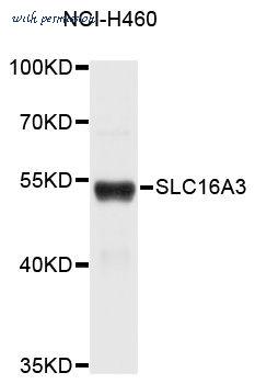 MyBioSource MBS127546 image 1