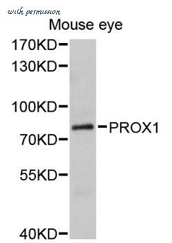 MyBioSource MBS127552 image 1