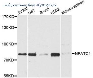 MyBioSource MBS127656 image 1