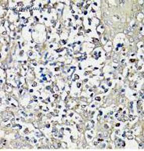 MyBioSource MBS127656 image 2