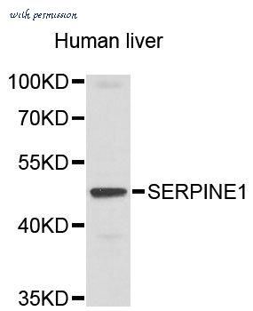 MyBioSource MBS127968 image 1