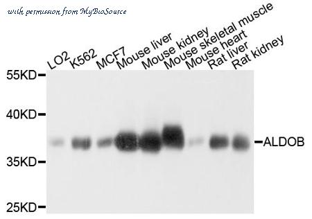MyBioSource MBS128923 image 1