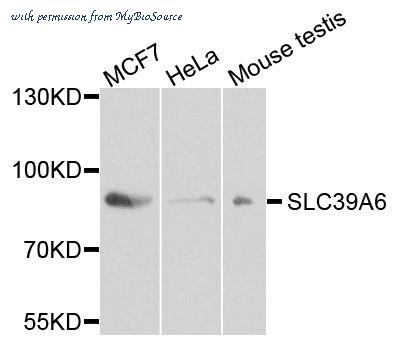 MyBioSource MBS129381 image 1
