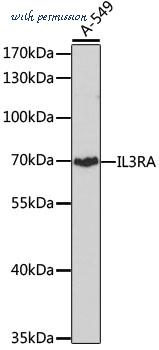 MyBioSource MBS129602 image 1