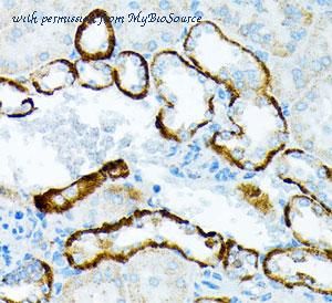 MyBioSource MBS129602 image 3