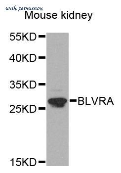 MyBioSource MBS129611 image 1