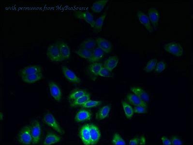 MyBioSource MBS1488994 image 1