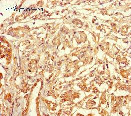 MyBioSource MBS1488994 image 3
