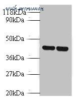 MyBioSource MBS1489976 image 1