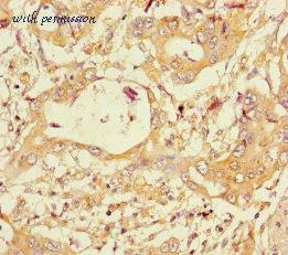 MyBioSource MBS1490646 image 1