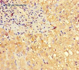 MyBioSource MBS1490646 image 2
