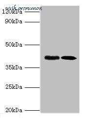 MyBioSource MBS1491002 image 1