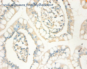 MyBioSource MBS1491095 image 2