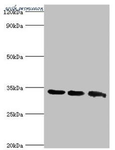 MyBioSource MBS1491961 image 1