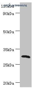 MyBioSource MBS1492400 image 1