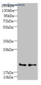 MyBioSource MBS1493234 image 1